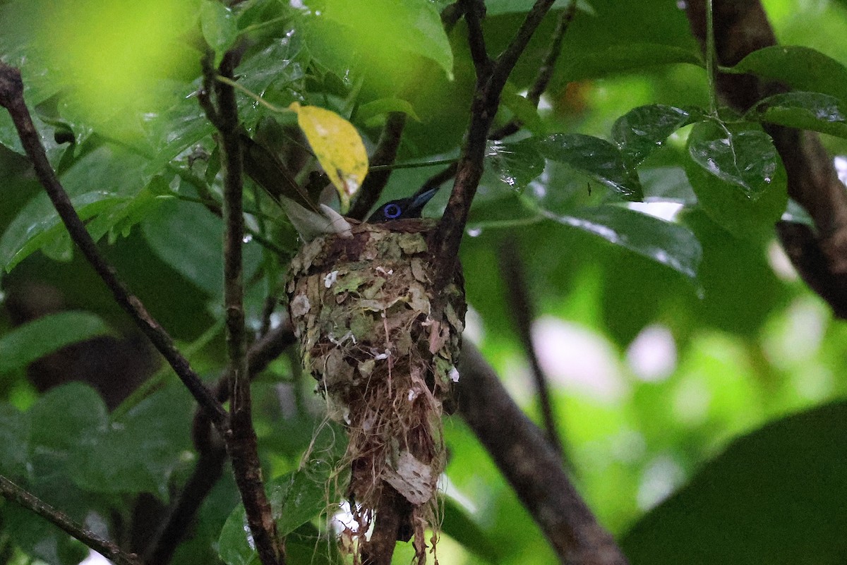 Black Paradise-Flycatcher - ML641423861
