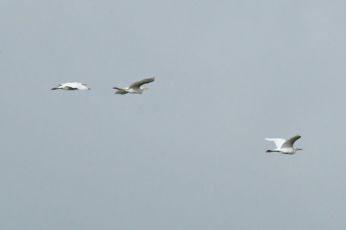 Yellow-billed Egret - ML641423864