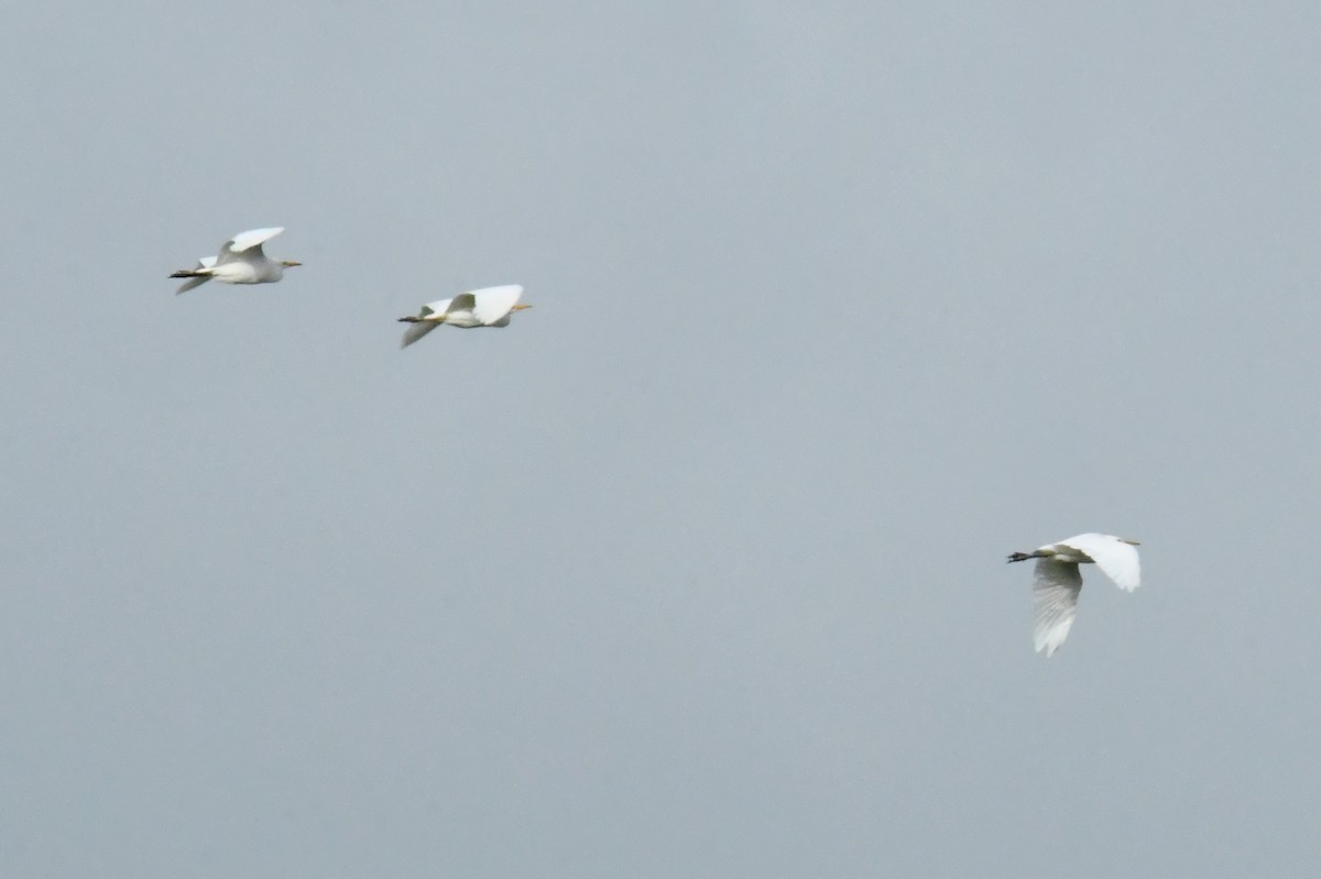 Yellow-billed Egret - ML641423865