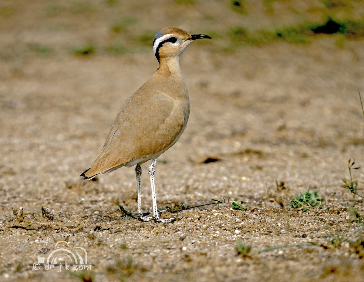 Cream-colored Courser - ML641423866