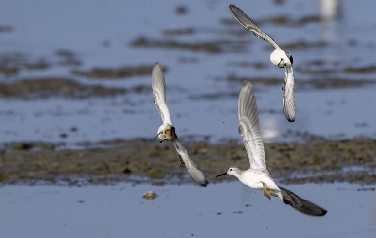 Wilson's Phalarope - ML641423868