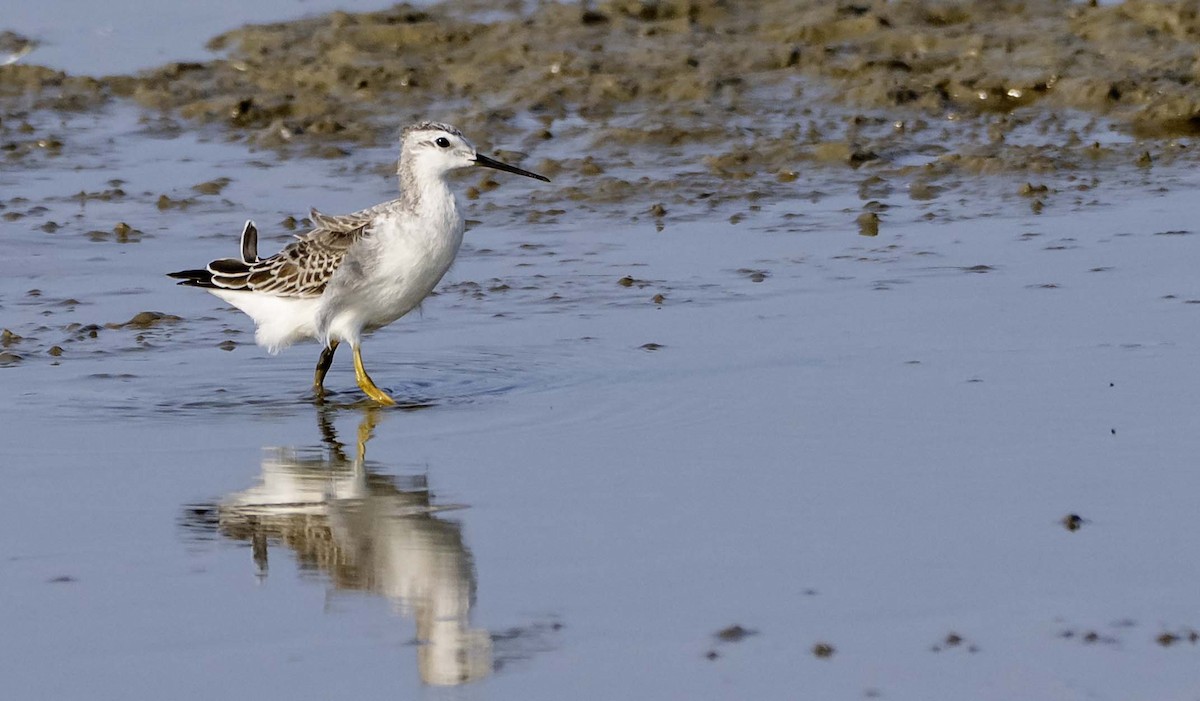 Wilson's Phalarope - ML641423869