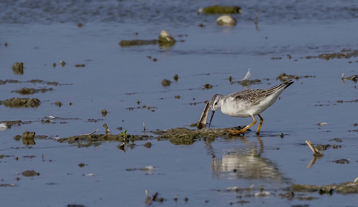 Wilson's Phalarope - ML641423870