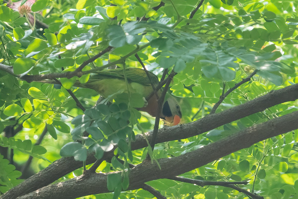 Red-breasted Parakeet - ML641423871