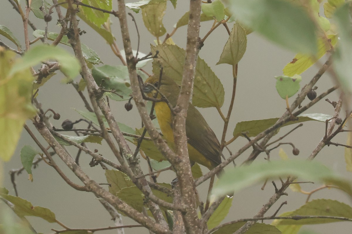 Black-faced Tanager - ML641423877