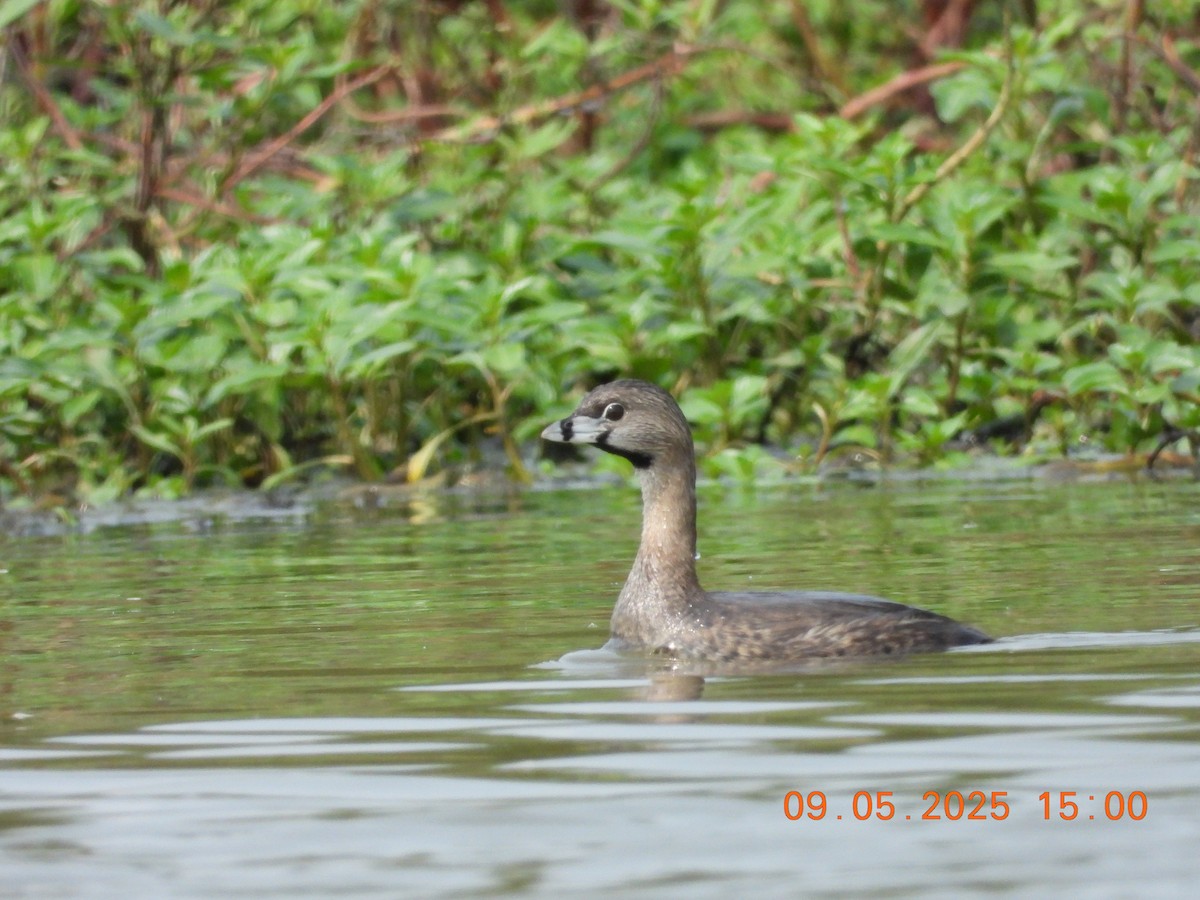Pied-billed Grebe - ML641423880