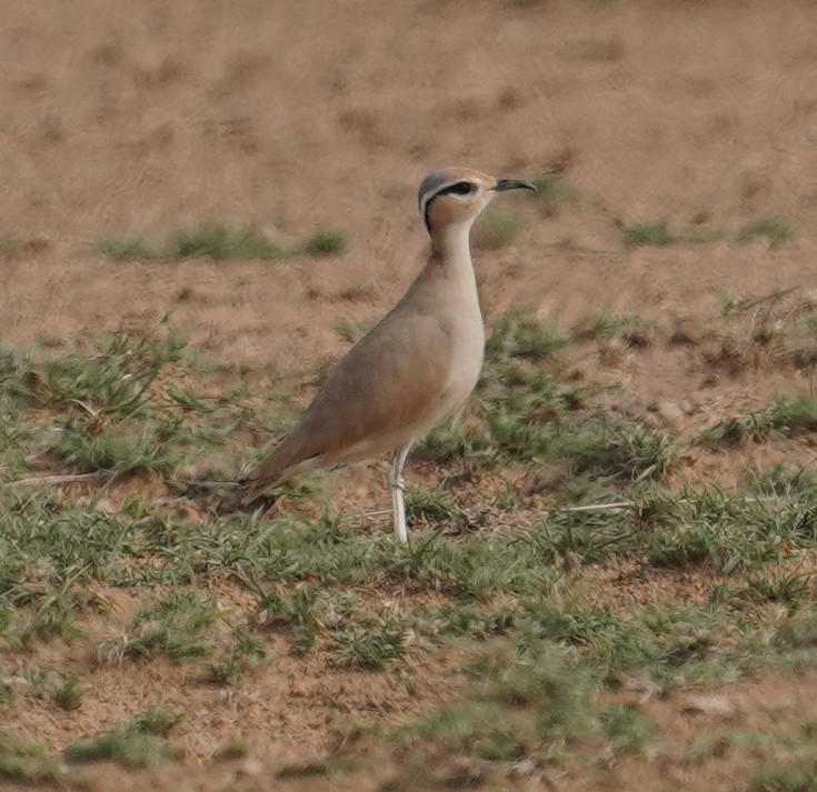 Cream-colored Courser - ML641423881