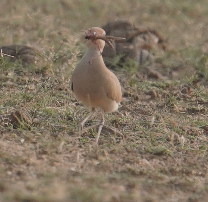 Cream-colored Courser - ML641423882