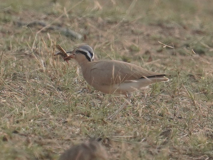 Cream-colored Courser - ML641423883