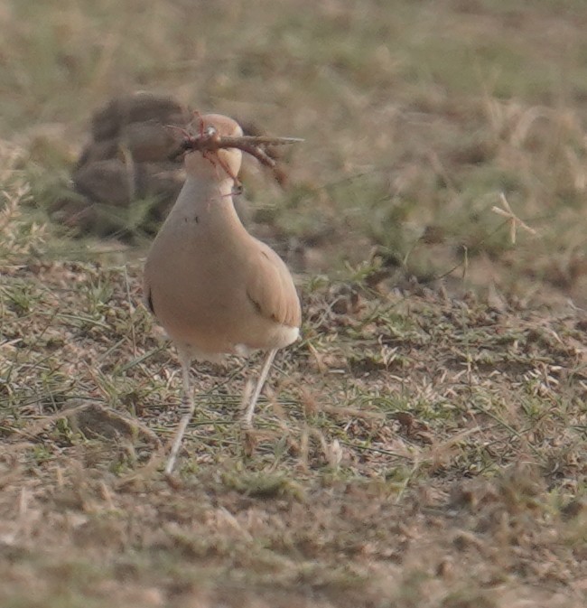 Cream-colored Courser - ML641423884