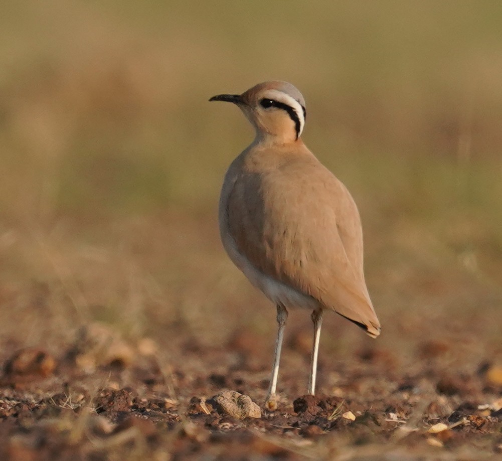 Cream-colored Courser - ML641423885