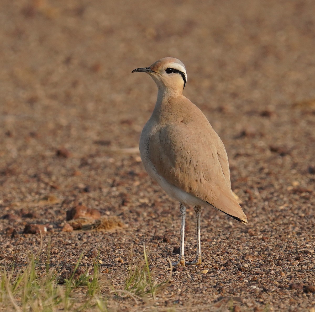 Cream-colored Courser - ML641423886