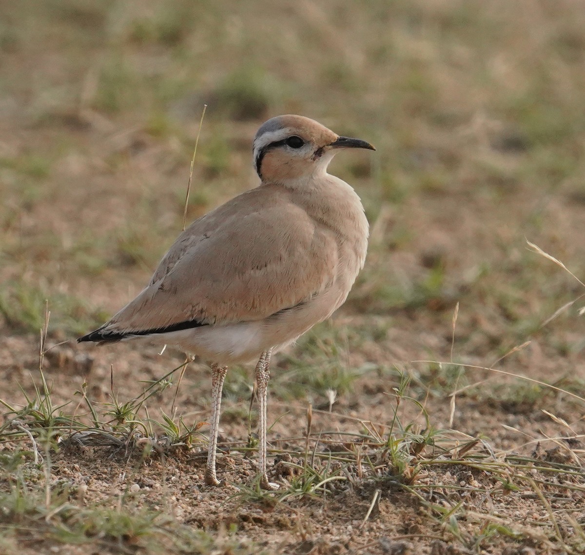 Cream-colored Courser - ML641423887