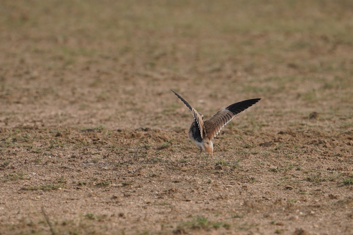 Cream-colored Courser - ML641423890