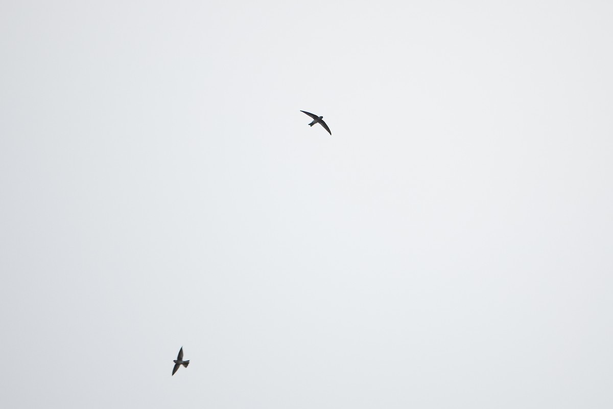 Cave Swiftlet - ML641423891