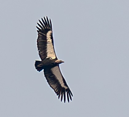 White-rumped Vulture - ML641423892