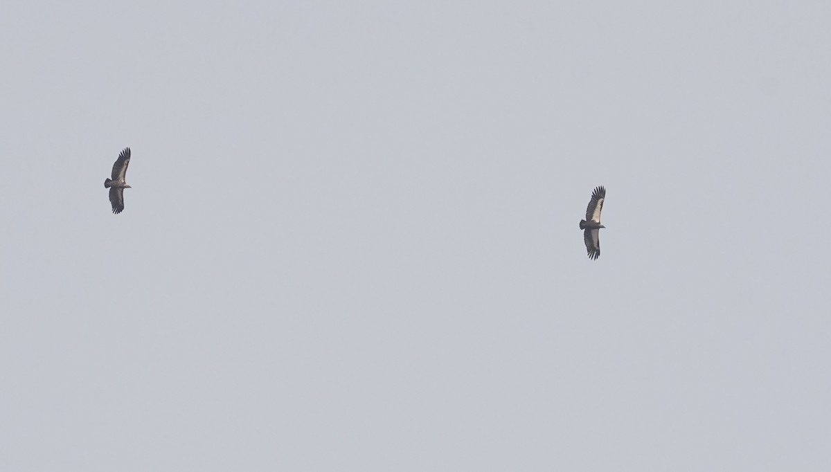 White-rumped Vulture - ML641423896