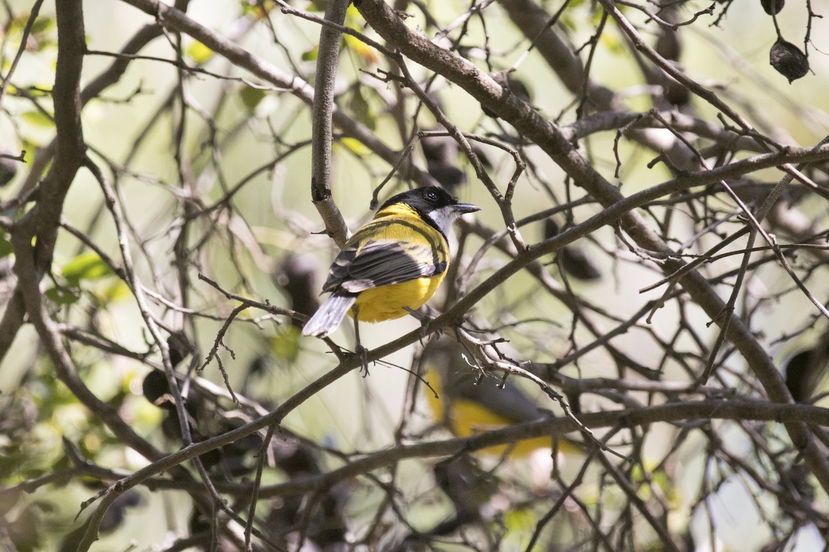 Black-tailed Whistler - ML641423901