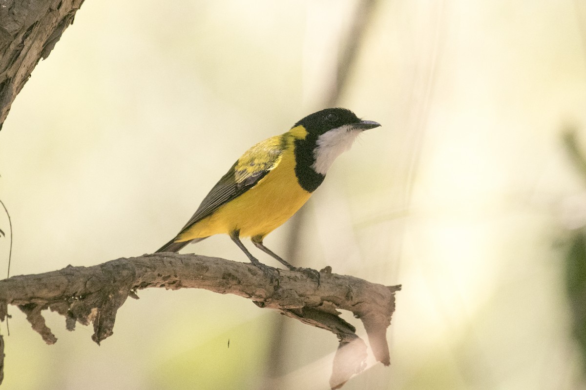 Black-tailed Whistler - ML641423903