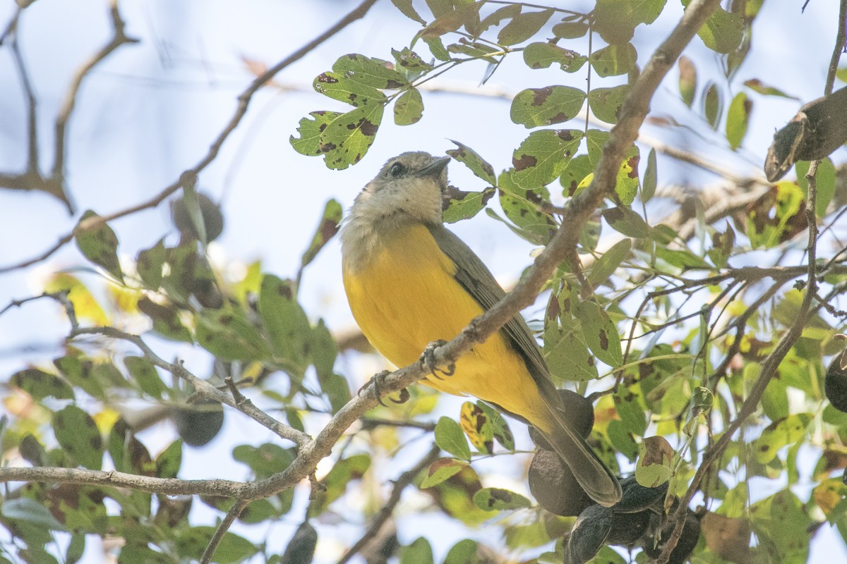 Black-tailed Whistler - ML641423906