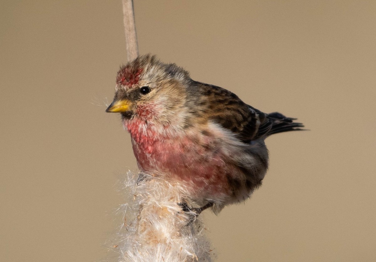 普通朱頂雀 - ML641423915