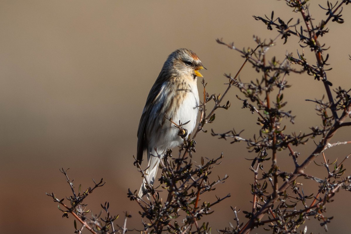 普通朱頂雀 - ML641423916
