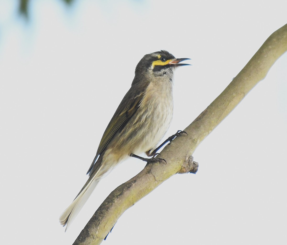 Yellow-faced Honeyeater - ML641423969