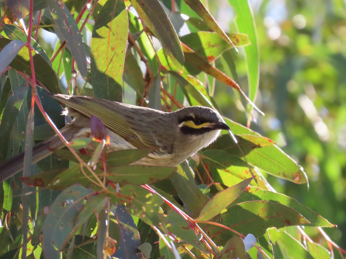 Yellow-faced Honeyeater - ML641424009