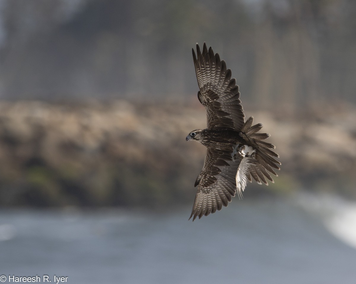 Falco laggar - ML641424018