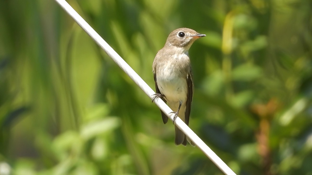 Asian Brown Flycatcher - ML641424022