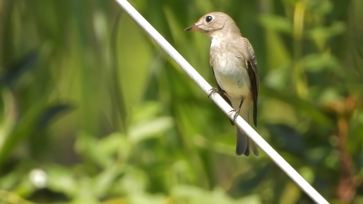 Asian Brown Flycatcher - ML641424023
