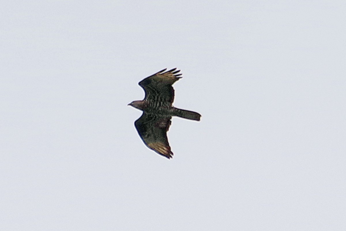 European Honey-buzzard - ML641424038