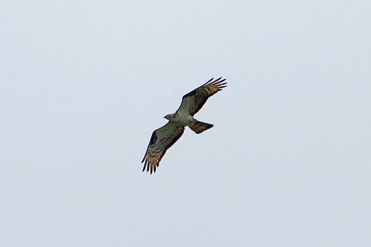 European Honey-buzzard - ML641424039