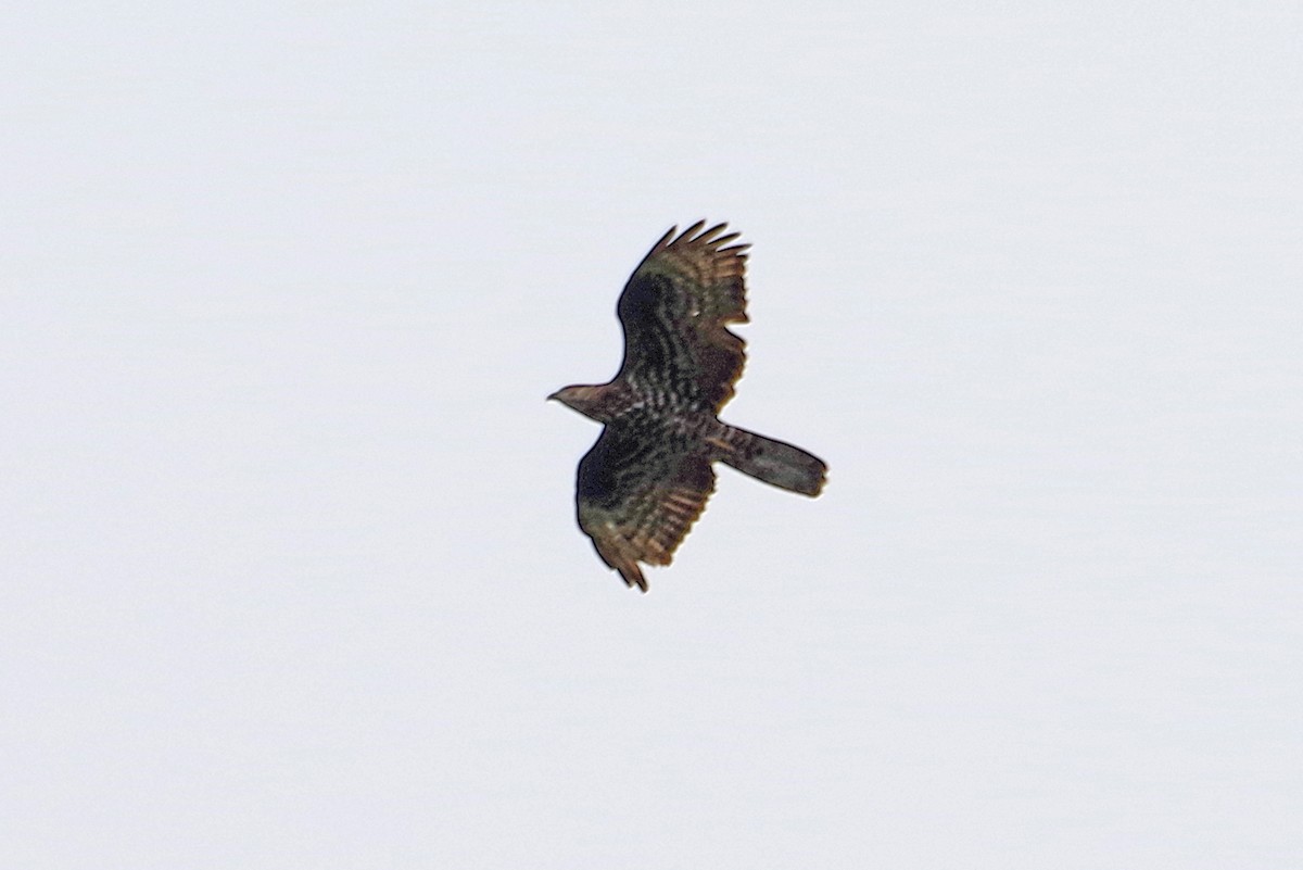 European Honey-buzzard - ML641424040