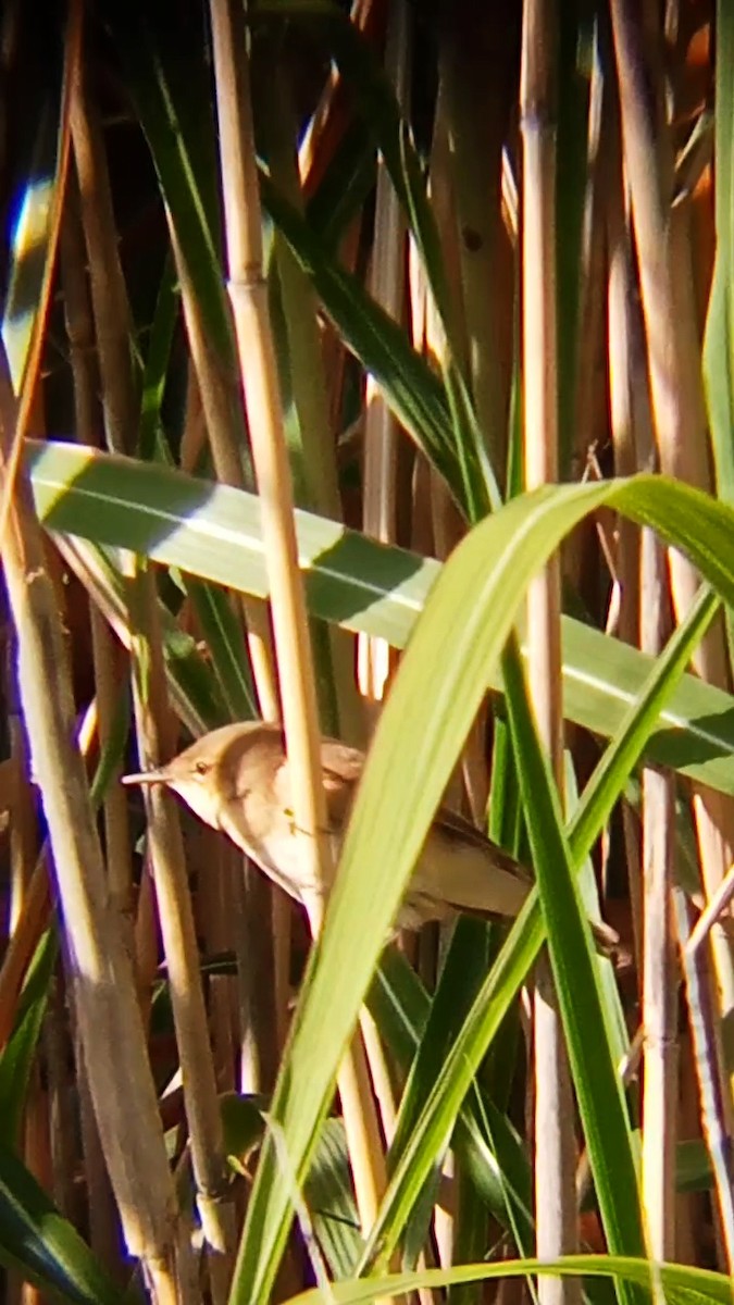 Common Reed Warbler - ML641424041
