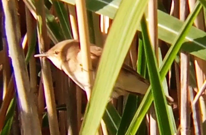 Common Reed Warbler - ML641424042