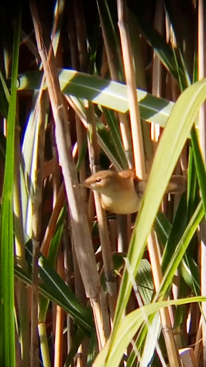Common Reed Warbler - ML641424044