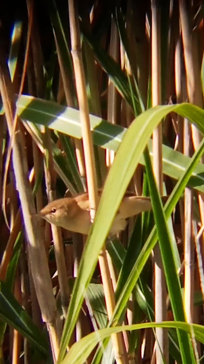 Common Reed Warbler - ML641424045