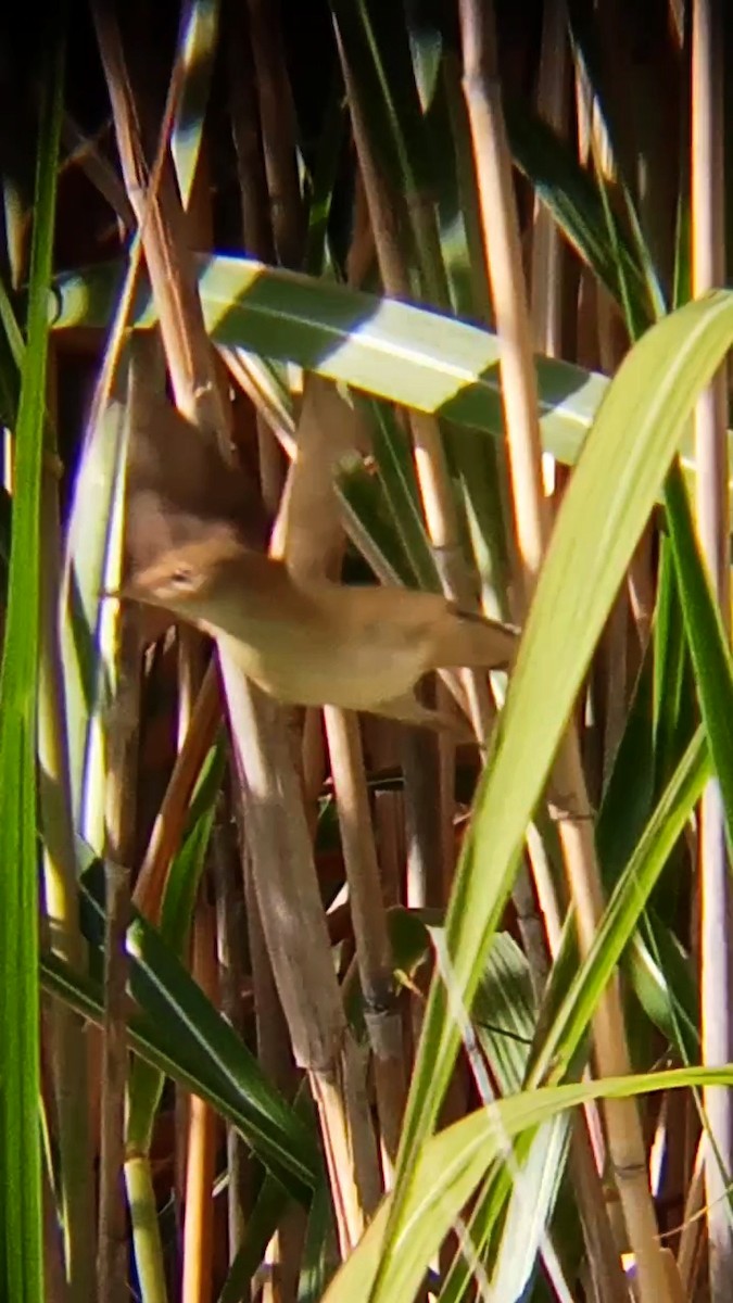 Common Reed Warbler - ML641424046