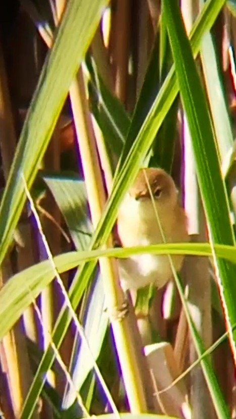 Common Reed Warbler - ML641424047
