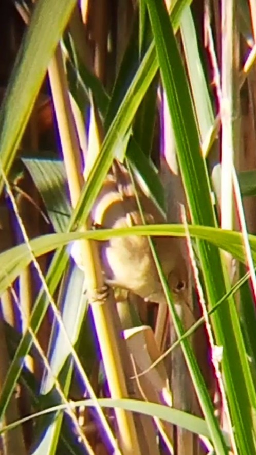 Common Reed Warbler - ML641424049