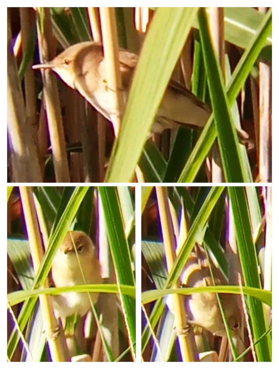 Common Reed Warbler - ML641424056