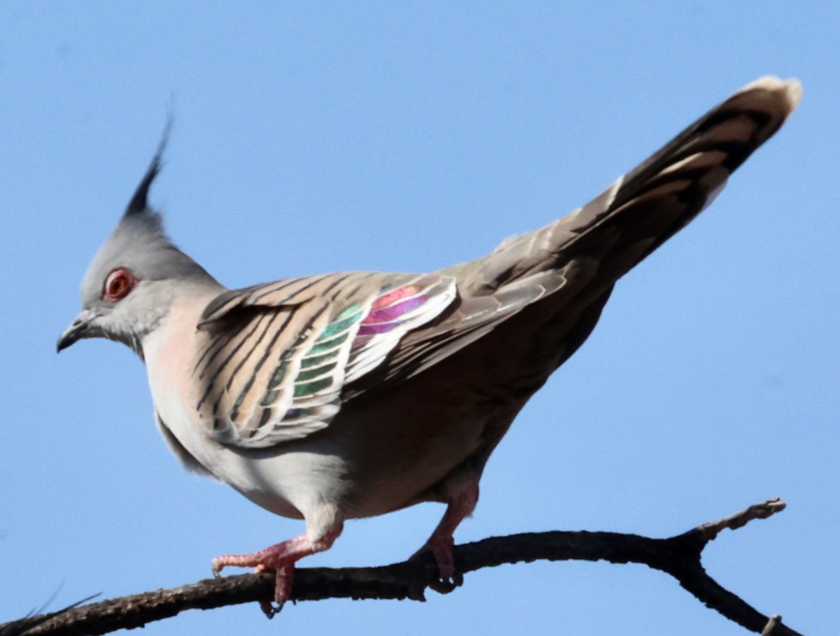 Crested Pigeon - ML641424067