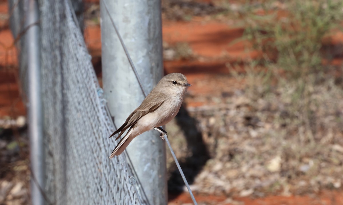 Jacky-winter - ML641424068