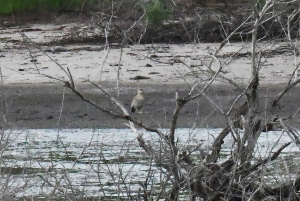 Senegal Thick-knee - ML641424070