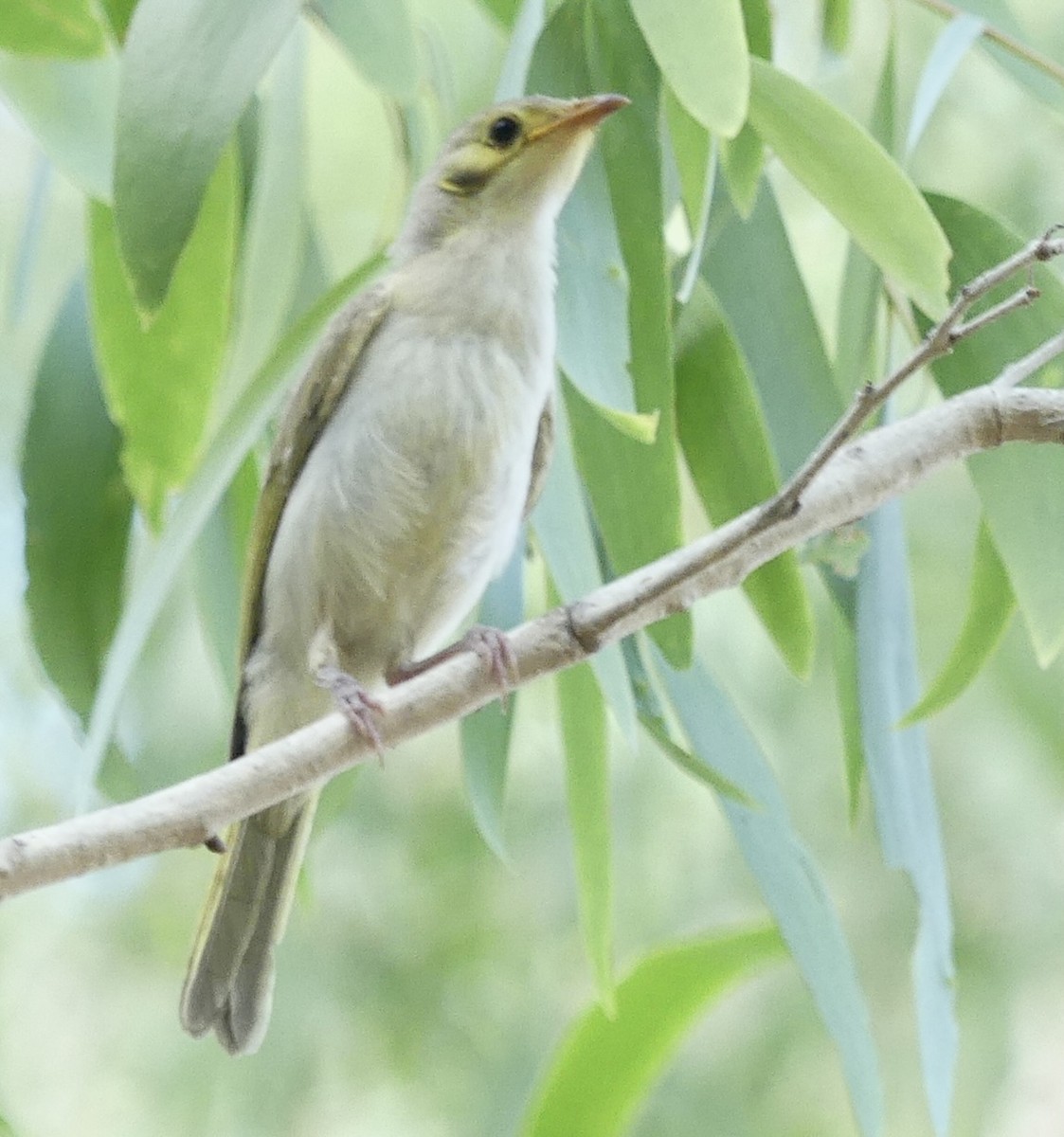 Yellow-tinted Honeyeater - ML641424088