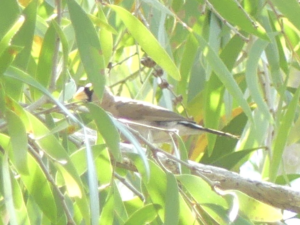 Masked Finch - ML641424093