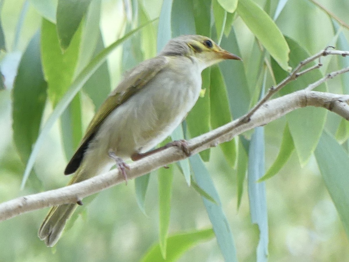 Yellow-tinted Honeyeater - ML641424099