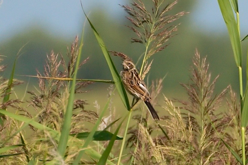 Reed Bunting - ML641424100