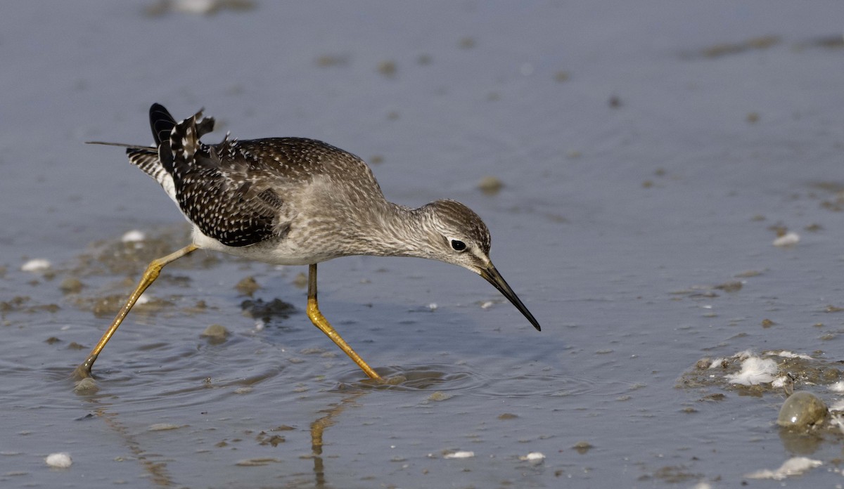 Lesser Yellowlegs - ML641424138